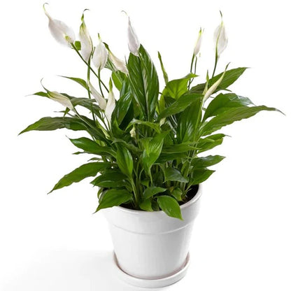 Peace Lily