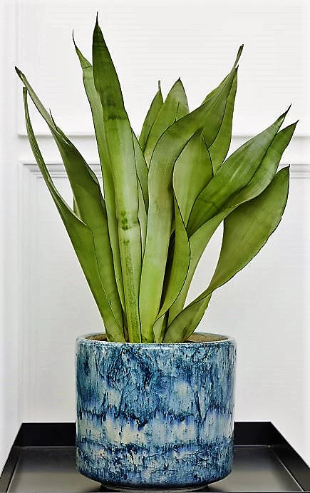 Snake Plant Moon Shine