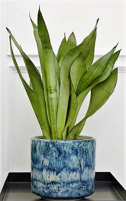 Snake Plant Moon Shine