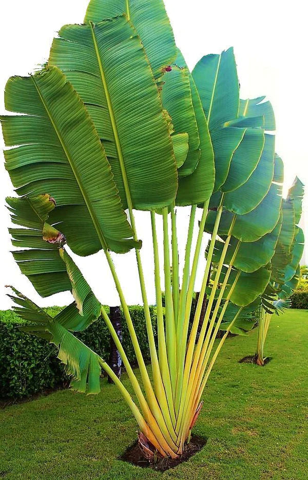 Traveller’s Palm