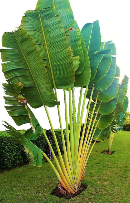 Traveller’s Palm