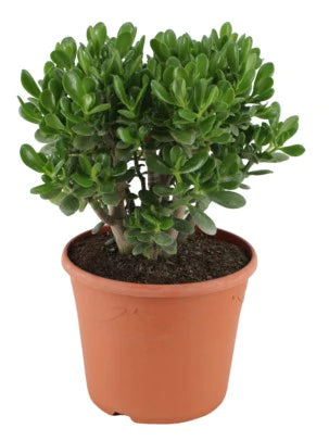 Jade Plant