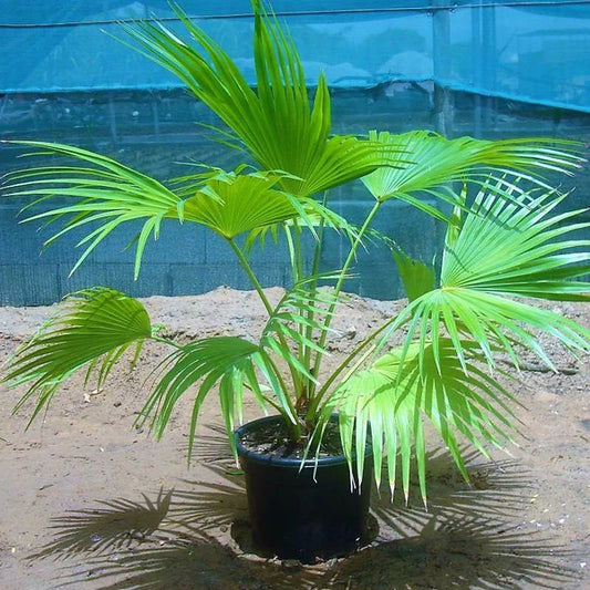 Chinese Fan Palm