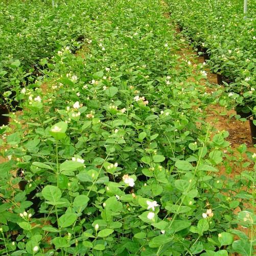 Arabian Jasmine, Motia