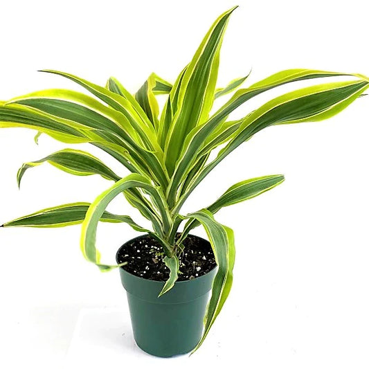 Dracaena Warneckii small