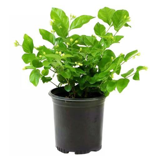 Arabian Jasmine, Motia