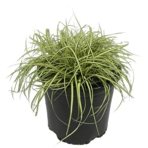 Carex Hachjioensis, EverGold