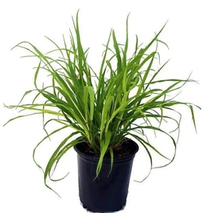 Green Fountain Grass