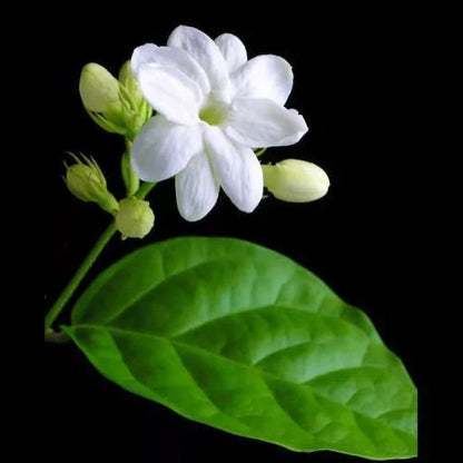 Arabian Jasmine, Motia