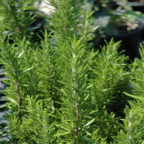 Rosemary Herb