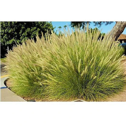 Green Fountain Grass