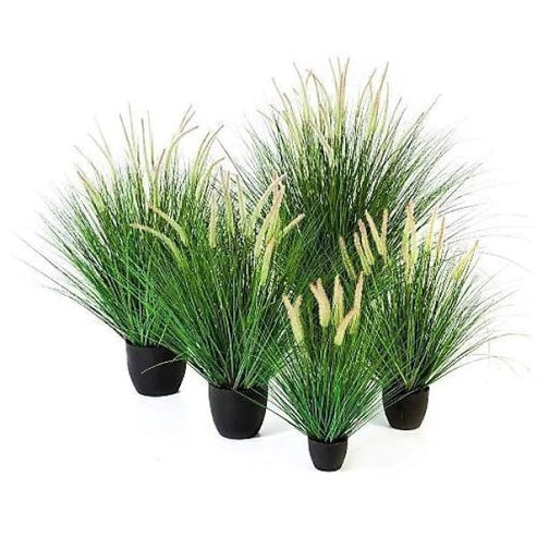 Green Fountain Grass