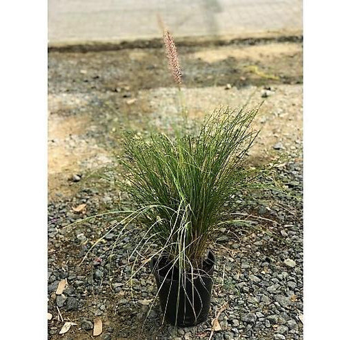 Green Fountain Grass