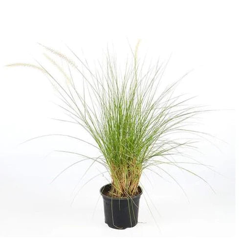 Green Fountain Grass