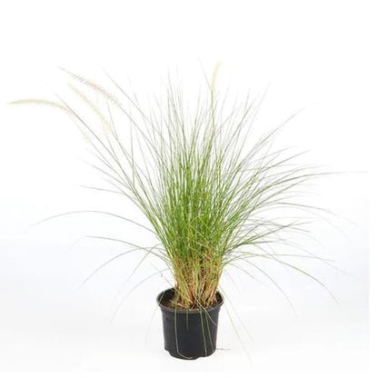 Green Fountain Grass