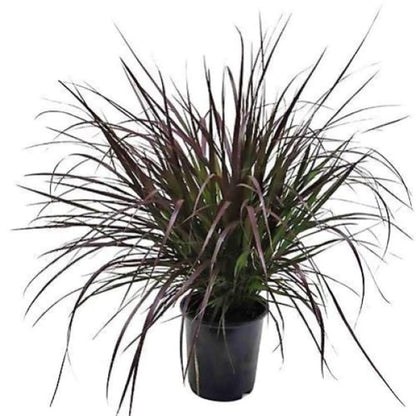 Red Fountain Grass