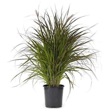 Red Fountain Grass