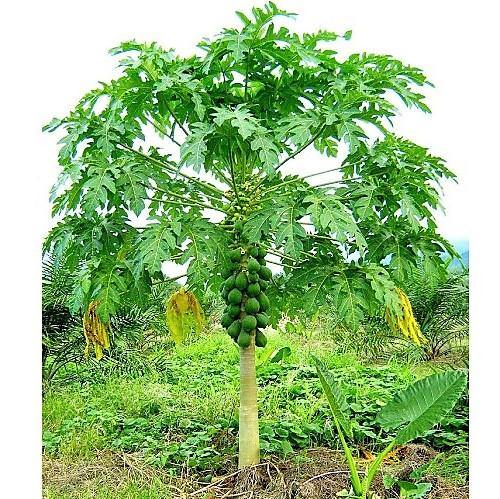 Papaya Tree, شجرة البابايا