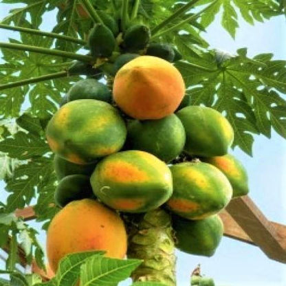 Papaya Tree, شجرة البابايا