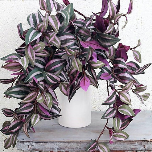 Wandering Jew