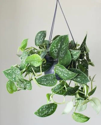 satin pothos hanging Satin Pothos Hanging – WARDA Plants