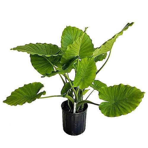 alocasia gageana california elephant ear plant Alocasia Gageana, Elephant Ear, Alocasia California – WARDA Plants
