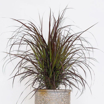 Red Fountain Grass