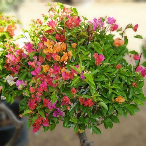 Bougainvillea Single Head