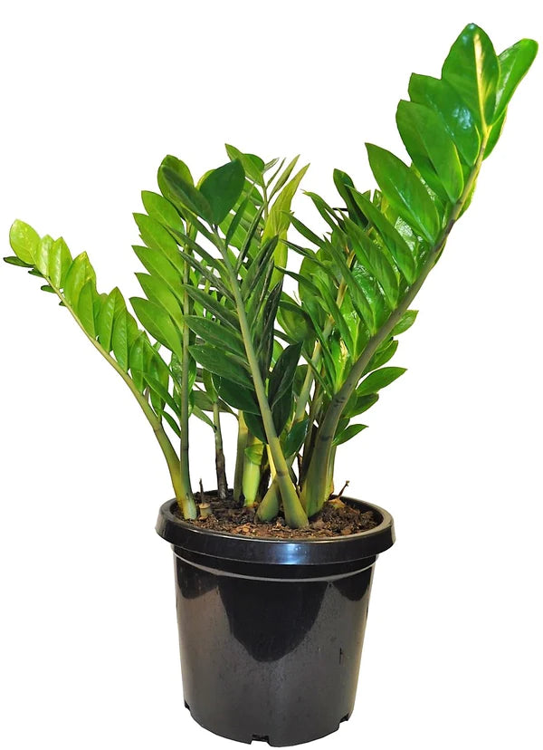 ZZ Plant