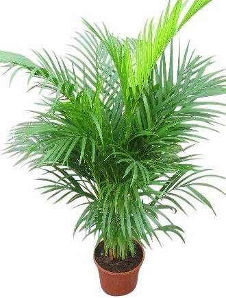 Areca Palm Indoor