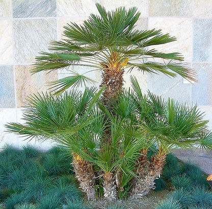 European Fan Palm