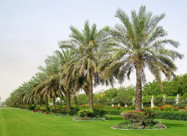 Date Palm