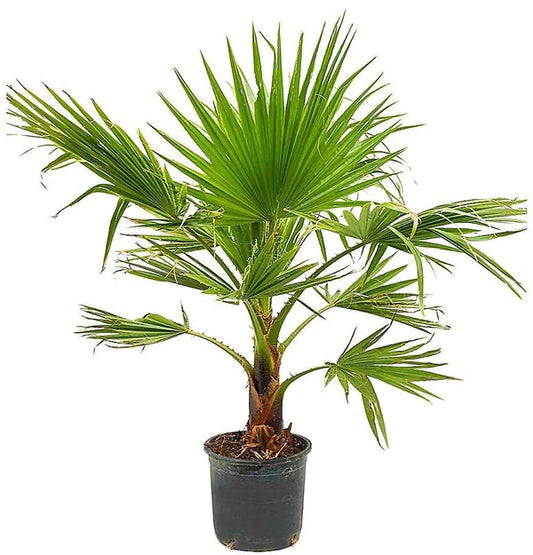 Mexican Fan Palm