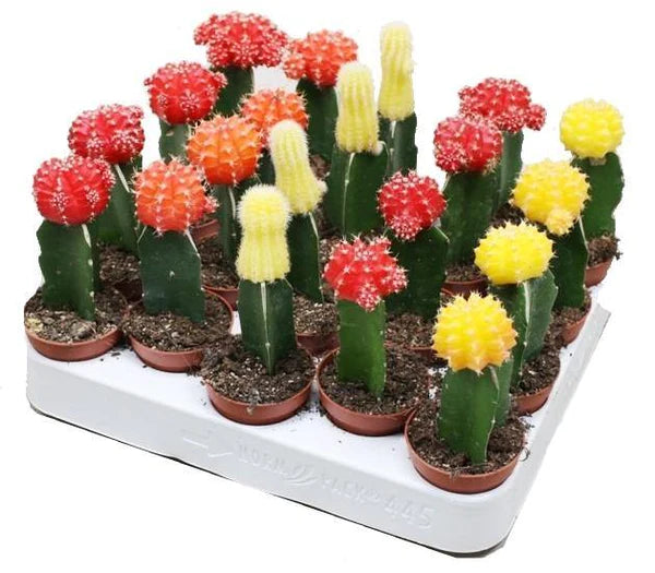 Gymnocalycium mix 10-15 cm