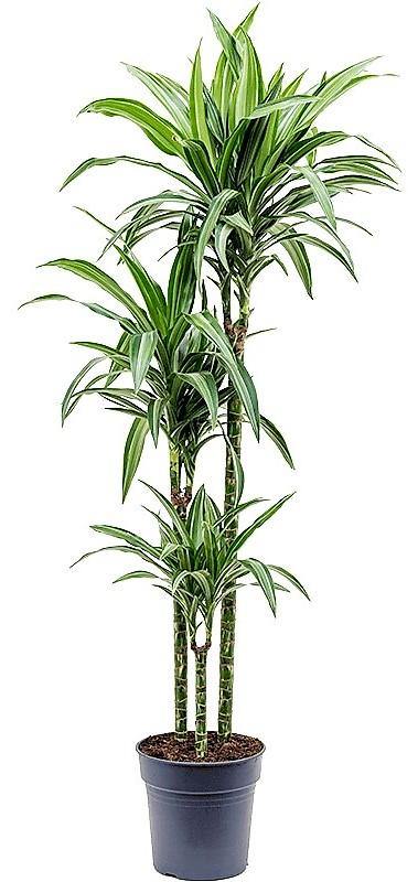 Dracaena Fragrans
