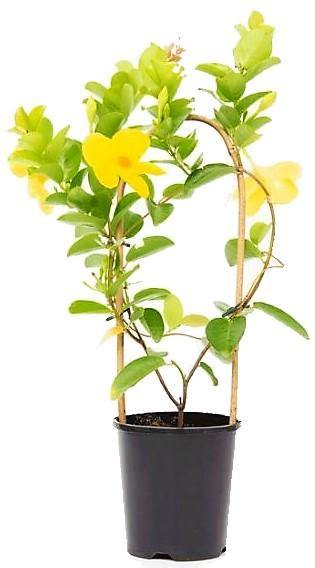 Mandevilla Climber