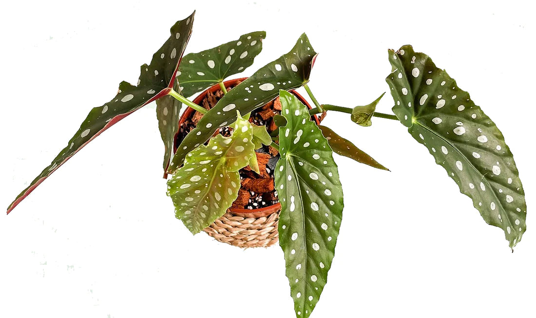 Polka Dot Begonia