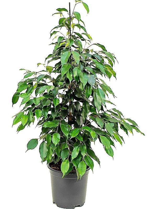 Ficus Benjamin