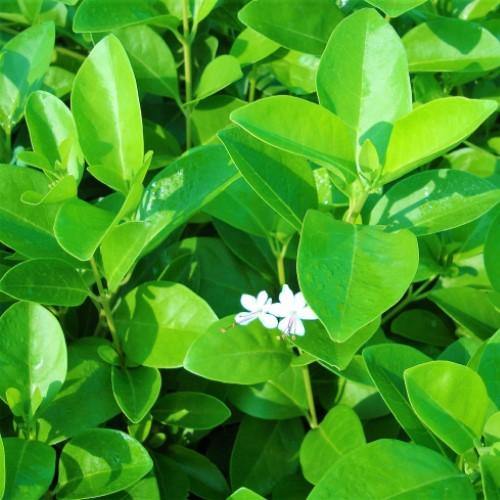 Dum Dum Plant, Wild Jasmine