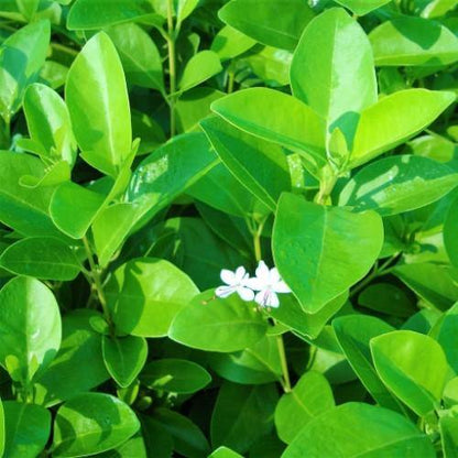 Dum Dum Plant, Wild Jasmine
