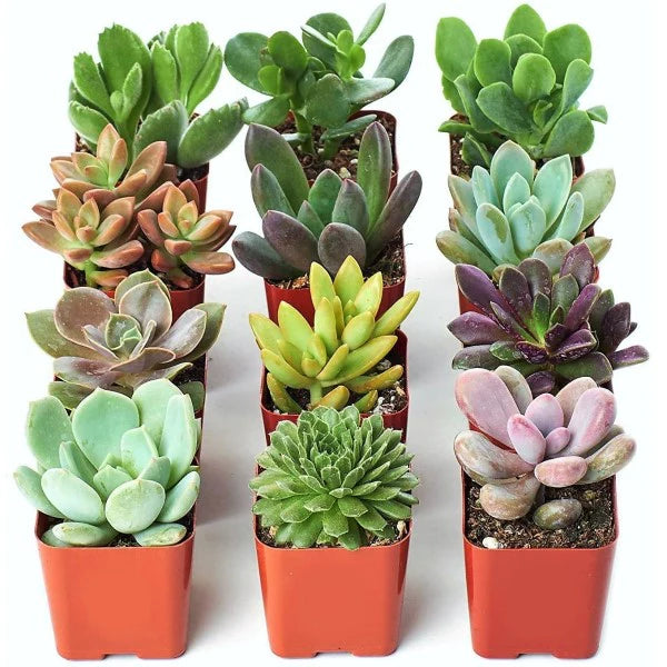 Mini succulents
