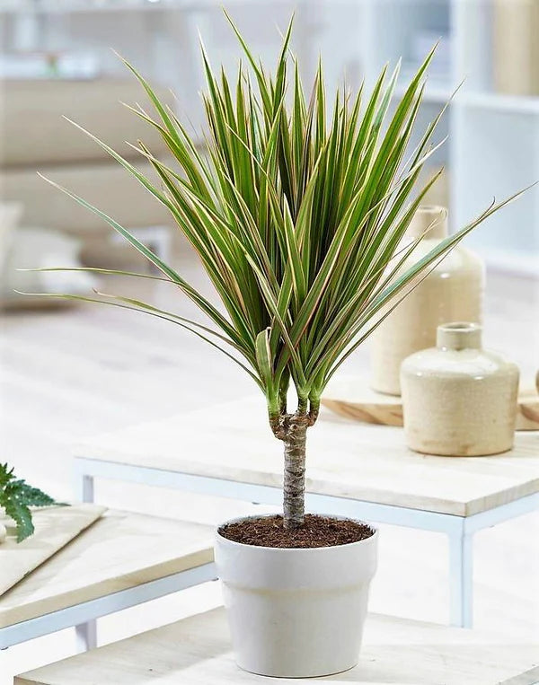 Dracaena Draco