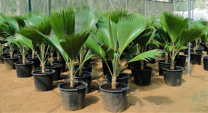 Fiji Fan Palm