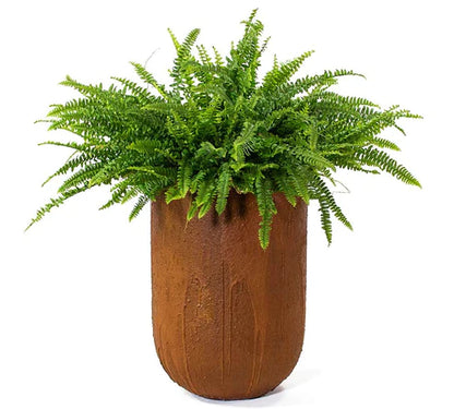 Boston Fern
