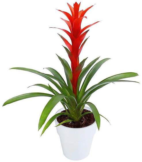 Guzmania