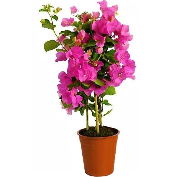 Bougainvillea Spectabilis