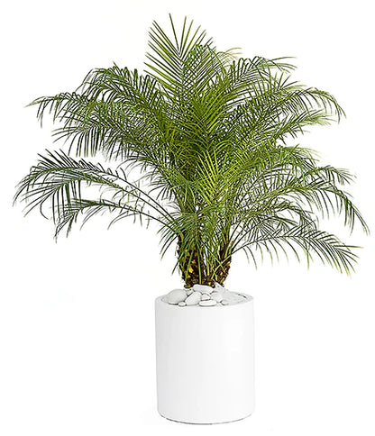 Phoenix Palm