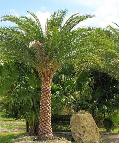 Silver Date Palm