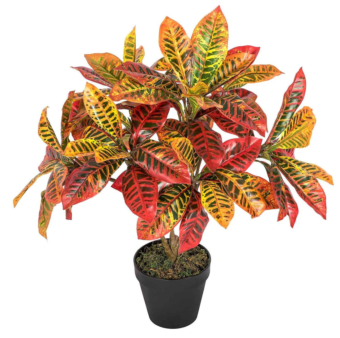 Croton Plant