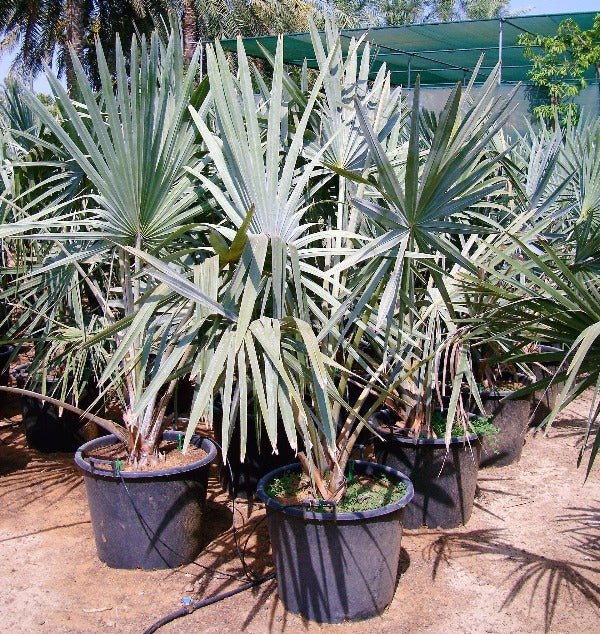 Bismark Palm